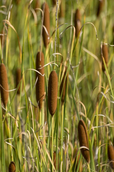 Mace cattail (Typha latifolia) — Φωτογραφία Αρχείου