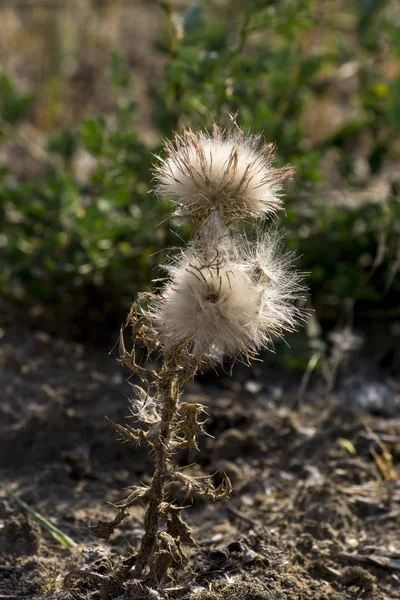 Kanadatistel (Cirsium arvense)) — Stockfoto