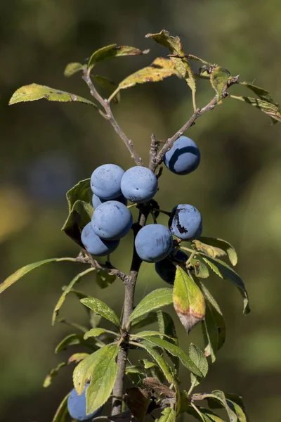 Kék kökény (Prunus spinosa) — Stock Fotó