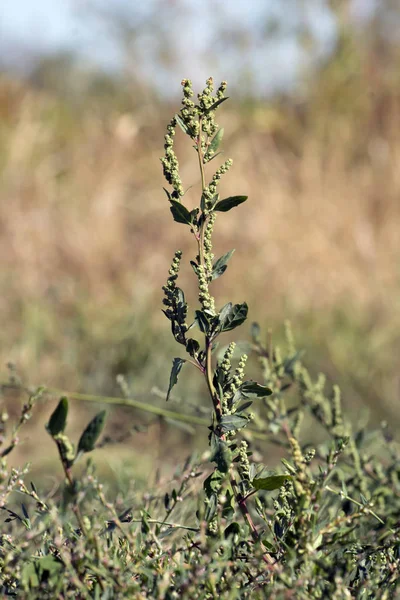 White Goose Top (album Chenopodium ) — Foto Stock