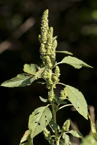 Pigweed (Amaranthus retroflexus) — Stockfoto