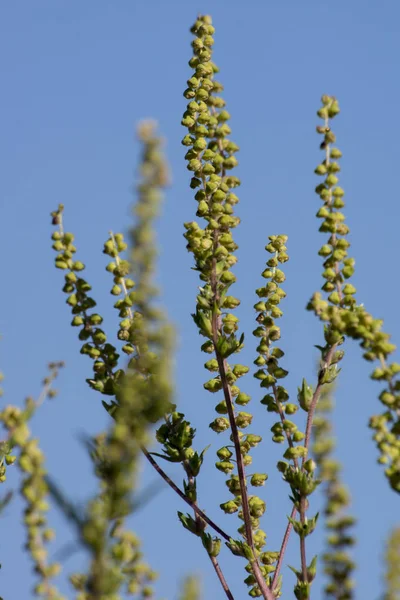 Ragweed (Ambrosia artemisiifolia) — Fotografia de Stock