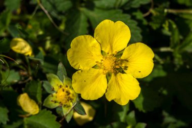Bahar pezevengi (Potentilla neumanniana) tarlada çiçek. 