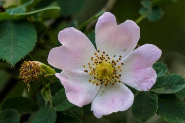Vahşi Gül (Rosa Canina) ormanda.