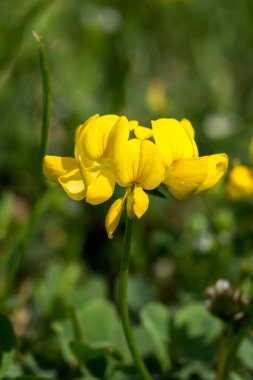 Maltese Alfalfa (Trifolium campestre) bir kır çiçeğidir.. 