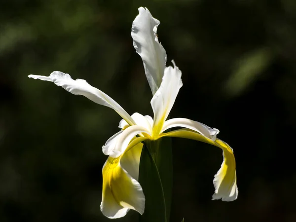 Adorno Del Jardín Primavera Flor Del Iris —  Fotos de Stock