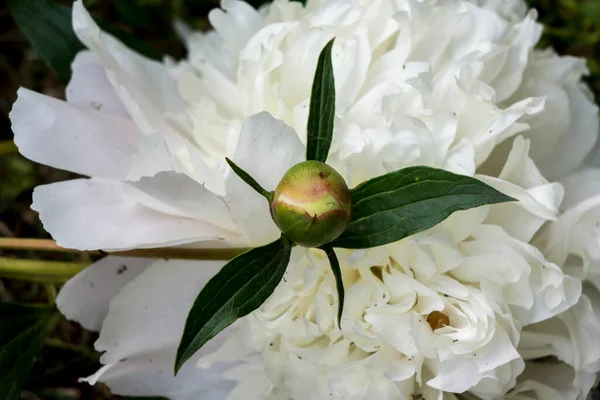 Peonía Paeonia Officinalis Está Floreciendo Mayo —  Fotos de Stock