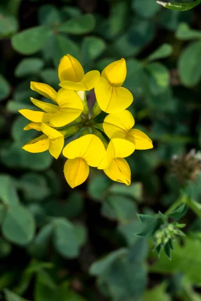 알팔파 삼지창 는들의 들꽃이다 — 스톡 사진