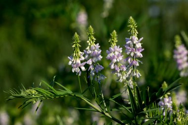 Bahar Vadisi (Vicia sativa L.) tarla otları ve ekinleri..