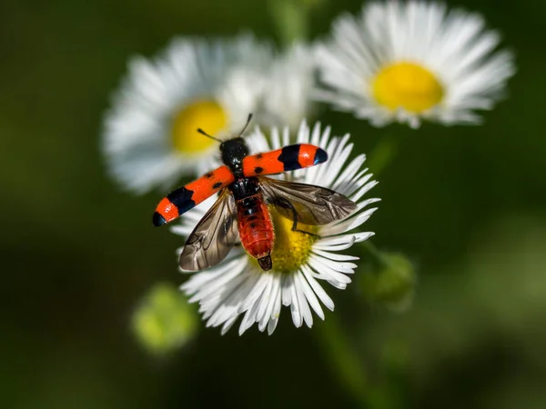 Cinta Apicultora Trichodes Apiarius Los Bosques Robles Insectos — Foto de Stock