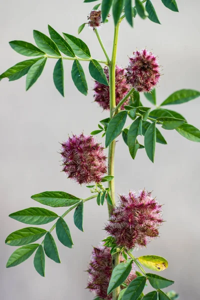 Zoethout Glycyrrhiza Glabra Blad Fruit Zomer — Stockfoto