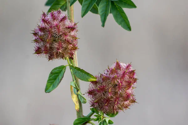 Licorice Glycyrrhiza Glabra Leaf Fruit Summer — Stock Photo, Image