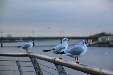 İrlanda - Dublin'den Wild Atlantic Way'e