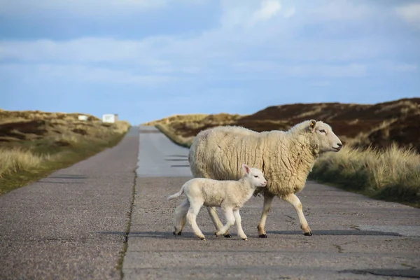 Sylt-nejkrásnější ostrov Německa — Stock fotografie