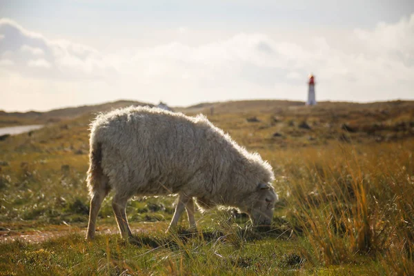 Sylt-nejkrásnější ostrov Německa — Stock fotografie