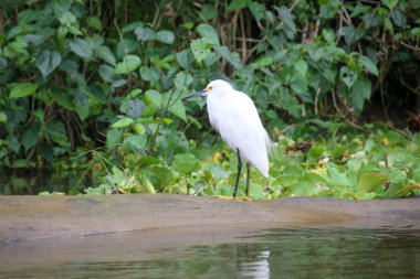 Pura Vida - Bu güzel Kosta Rika olduğunu