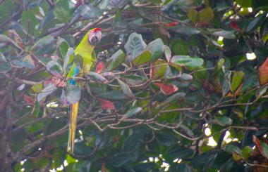 Pura Vida - Bu güzel Kosta Rika olduğunu