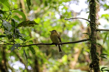 Pura Vida - Bu güzel Kosta Rika olduğunu