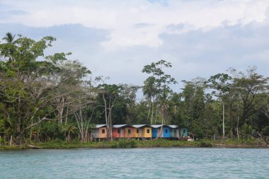 Tortuguero, Kosta Rika'daki tropikal yağmur ormanlarının manzarası