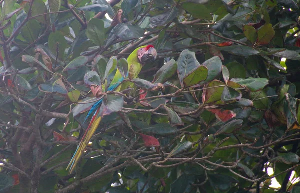 Pura Vida - Esta é bela Costa Rica — Fotografia de Stock