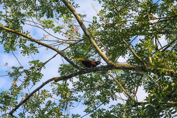 Pura Vida - Esta é bela Costa Rica — Fotografia de Stock