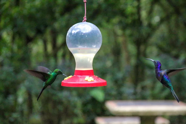 Pura Vida - Esta é bela Costa Rica — Fotografia de Stock