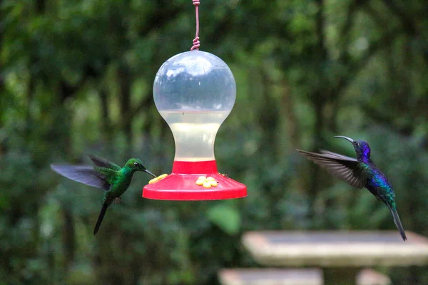 Pura Vida - Esta é bela Costa Rica — Fotografia de Stock