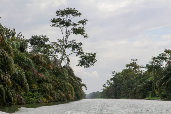 Tortuguero, Kosta Rika'daki tropikal yağmur ormanlarının manzarası