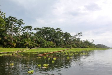 Tortuguero, Kosta Rika'daki tropikal yağmur ormanlarının manzarası