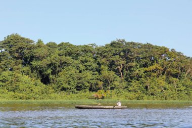 Tortuguero, Kosta Rika'daki tropikal yağmur ormanlarının manzarası