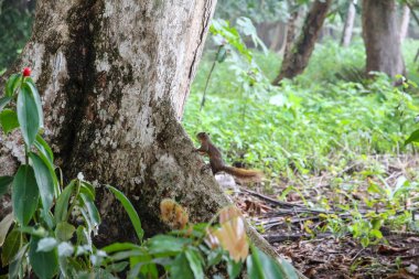 Pura Vida - Bu güzel Kosta Rika olduğunu