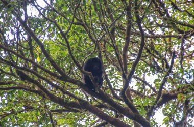 Pura Vida - Bu güzel Kosta Rika olduğunu
