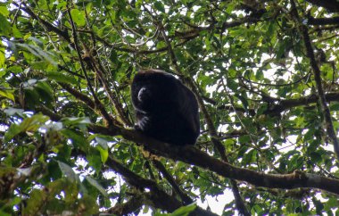Pura Vida - Bu güzel Kosta Rika olduğunu