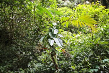 Pura Vida - Bu güzel Kosta Rika olduğunu