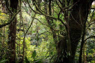Pura Vida - Bu güzel Kosta Rika olduğunu