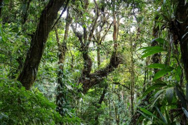 Pura Vida - Bu güzel Kosta Rika olduğunu
