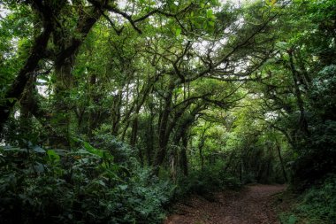 Pura Vida - Bu güzel Kosta Rika olduğunu