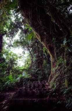 Pura Vida - Bu güzel Kosta Rika olduğunu
