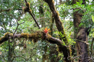 Pura Vida - Bu güzel Kosta Rika olduğunu