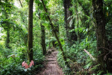 Pura Vida - Bu güzel Kosta Rika olduğunu