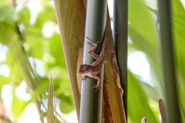 Pura Vida - Bu güzel Kosta Rika olduğunu