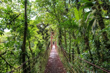 Pura Vida - Bu güzel Kosta Rika olduğunu