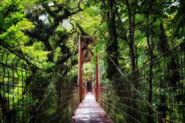 Pura Vida - Bu güzel Kosta Rika olduğunu