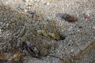 Pura Vida - Bu güzel Kosta Rika olduğunu