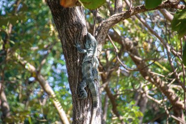 Pura Vida - Bu güzel Kosta Rika olduğunu