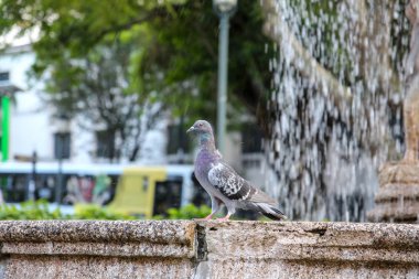 Pura Vida - Bu güzel Kosta Rika olduğunu