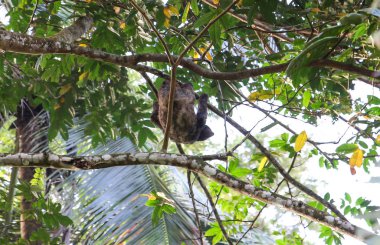 Pura Vida - Bu güzel Kosta Rika olduğunu