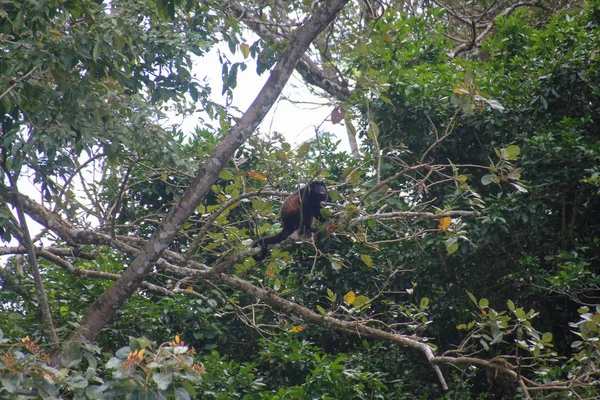 Pura Vida - Esta es la hermosa Costa Rica — Foto de Stock