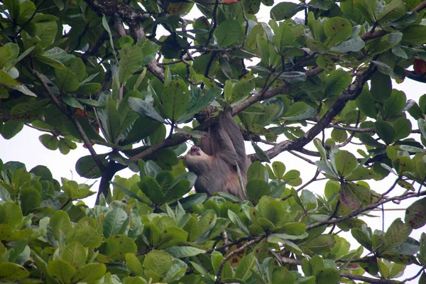 Pura Vida - Esta é bela Costa Rica — Fotografia de Stock