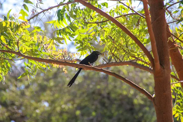 Pura Vida - Esta é bela Costa Rica — Fotografia de Stock